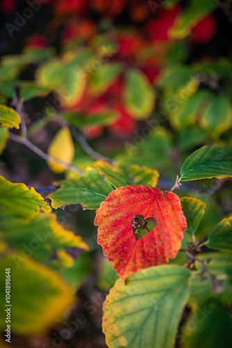 Ein Herz als Zeichen der Freundschaft in einem Blatt im Herbst photo