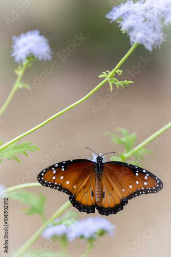 butterfly on a flower