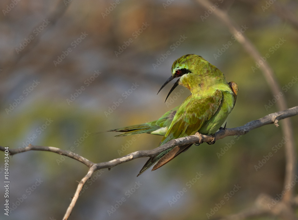 Fototapeta premium Blue-cheeked bee-eater preening, perched on acacia tree at Jasra, Bahrain