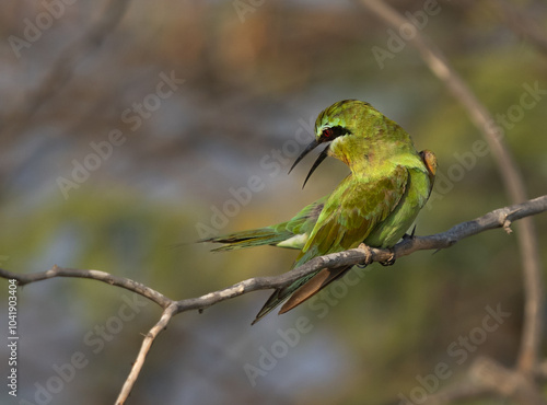 Blue-cheeked bee-eater preening, perched on acacia tree at Jasra, Bahrain photo