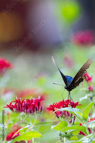 Butterfly macro on a flower