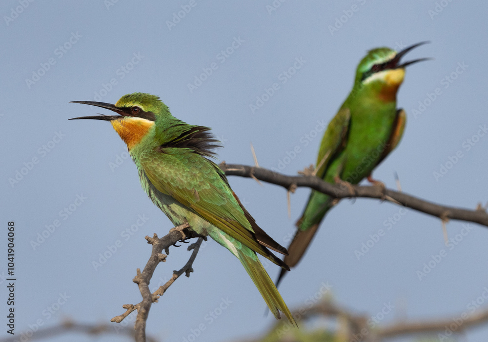 Fototapeta premium Closeup of a pair of Blue-cheeked bee-eater perched on acacia tree at Jasra, Bahrain