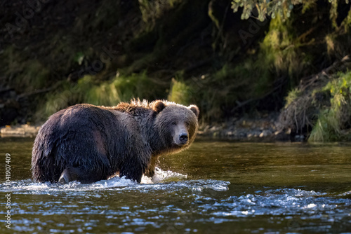 Foto Female Kodiak bear in the river fishing