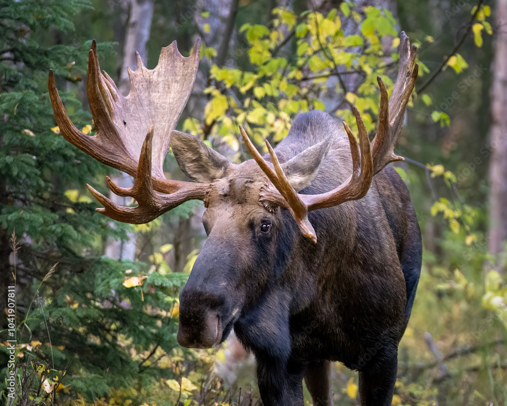 Bull moose in the forest of Alaska Bull moose in the forest of Alaska
