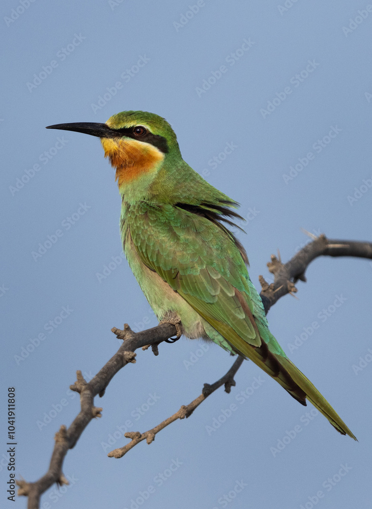 Obraz premium Blue-cheeked bee-eater on a tree, Bahrain