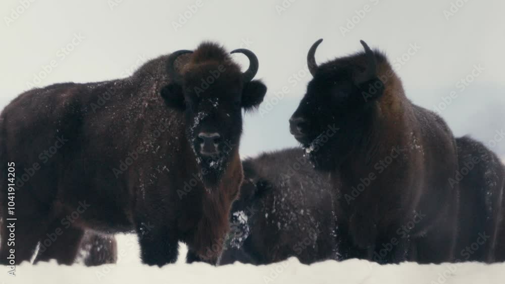 European Bison foraging in Snowy Field at Dusk in Belarus European Bison foraging in Snowy Field at Dusk in Belarus