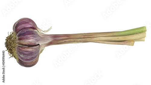 Freshly harvested garlic with purple skin and green shoots laid against a transparent background perfect for culinary use.