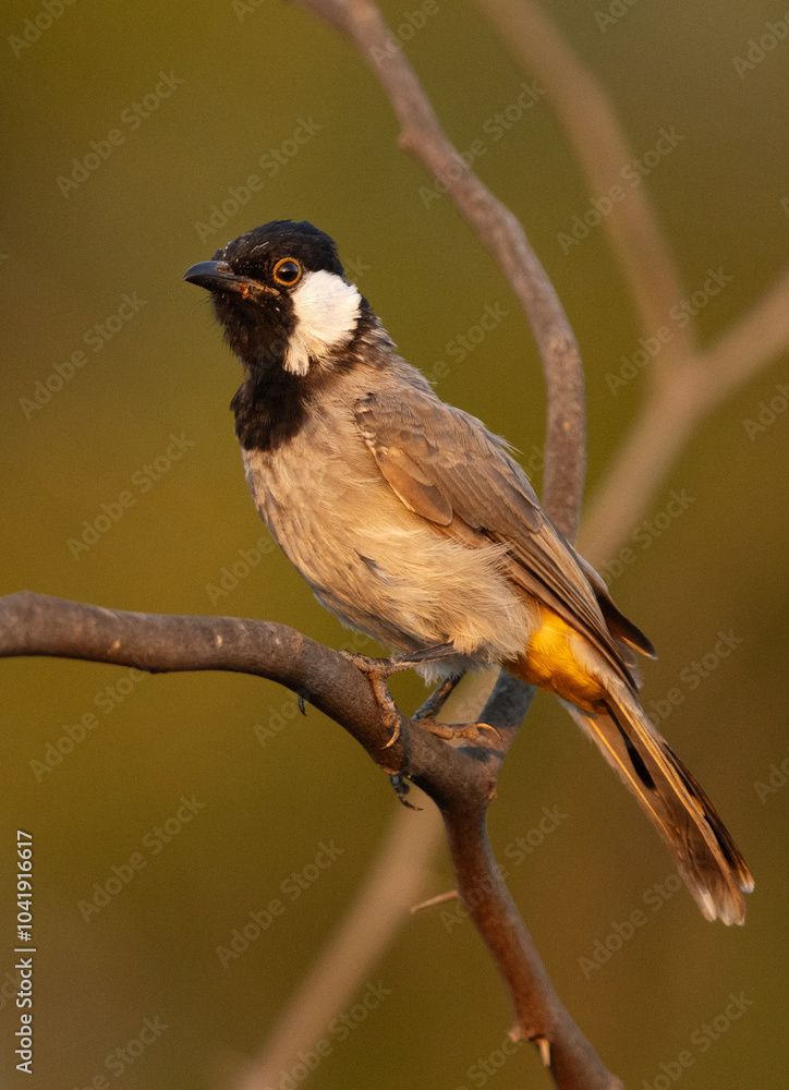 Portrait of White-cheeked bulbul on acacia tree, Bahrain Portrait of White-cheeked bulbul on acacia tree, Bahrain