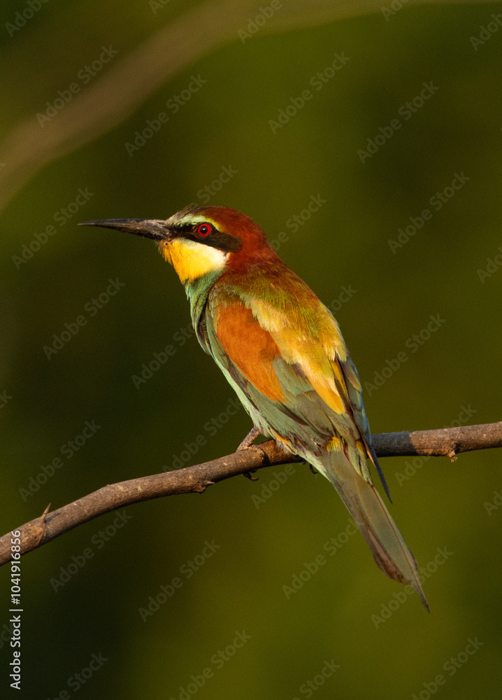 Closeup of a European bee-eater perched on a tree, Bahrain Closeup of a European bee-eater perched on a tree, Bahrain
