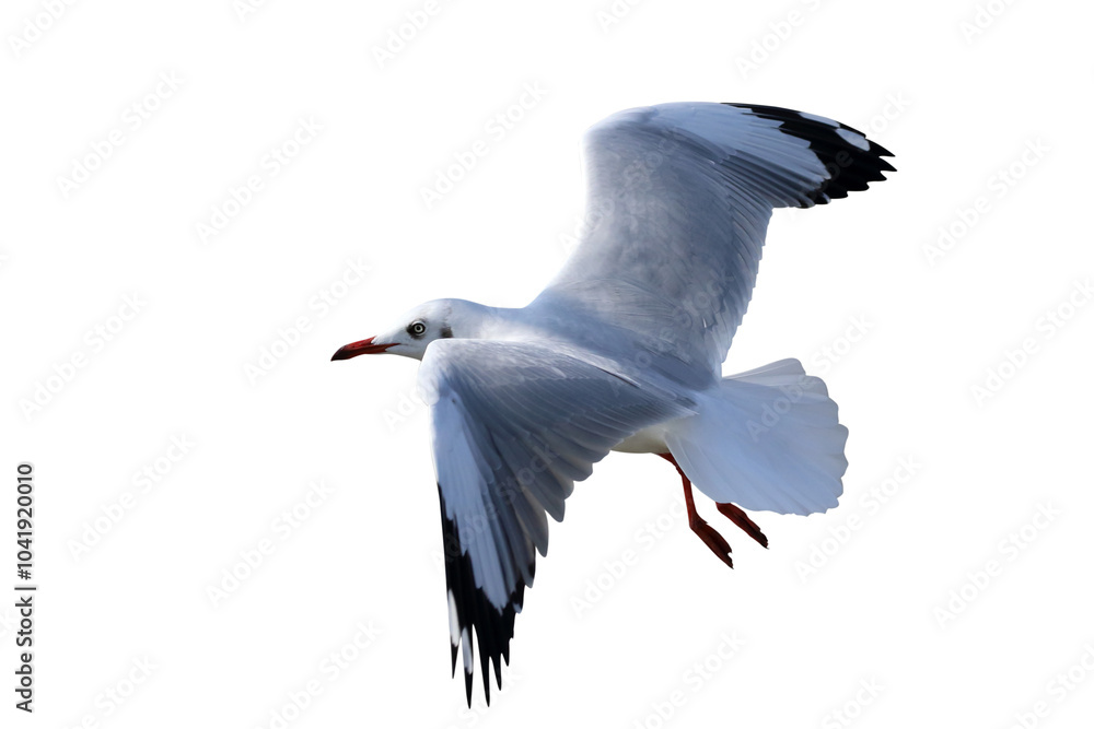 Fototapeta premium Beautiful seagull flying isolated on transparent background png file