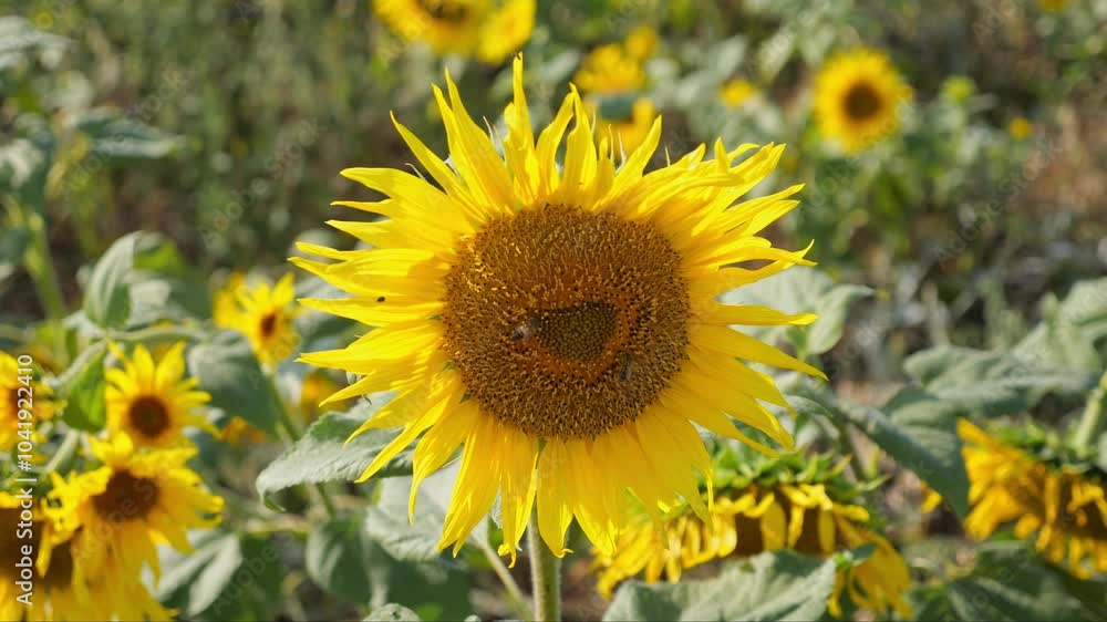 Close-up of a sunflower bloom with bees and butterflies in slow motion. The background is filled with blurred yellow flowers, and petals sway softly in the wind. Close-up of a sunflower bloom with bees and butterflies in slow motion. The background is filled with blurred yellow flowers, and petals sway softly in the wind.