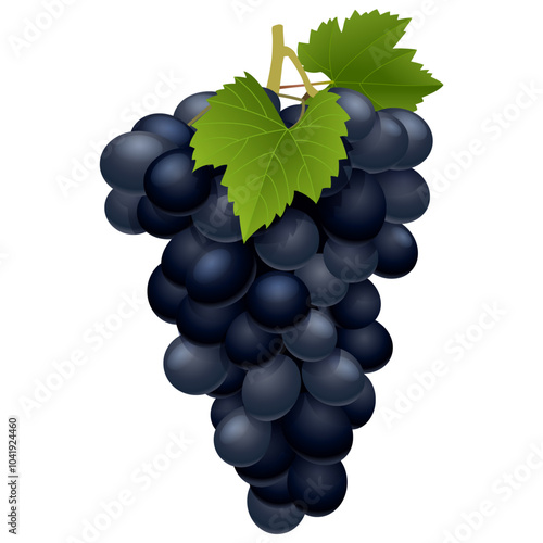 Grapes on a white background. Vector illustration of grapes.