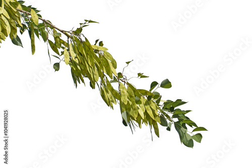 Branch of Sheesham (Dalbergia sissoo) tree with fresh seedpods of in autumn photo