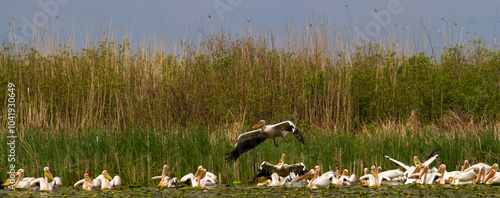
Pelicans on the Danube Delta, Romania