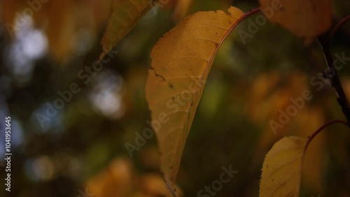 Autumn leaves turning golden brown  photo