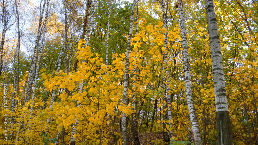 Fototapeta premium autumn trees in the wind