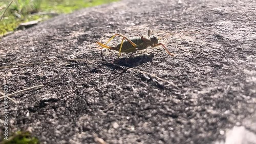 Profile Close-Up Slow Motion Footage of a Grasshopper Walking Over a Rock
