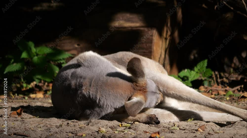 Kangaroos lazily move and hop around in search of food on sandy terrain. Filmed in slow motion on a cloudy day with moments of sunshine. Kangaroos lazily move and hop around in search of food on sandy terrain. Filmed in slow motion on a cloudy day with moments of sunshine.