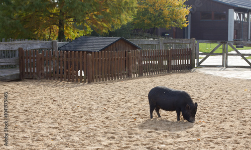 Olbramovice, Czech republic - October 19, 2024: Wild Boar Roaming Near a Tranquil Pond in Nature photo