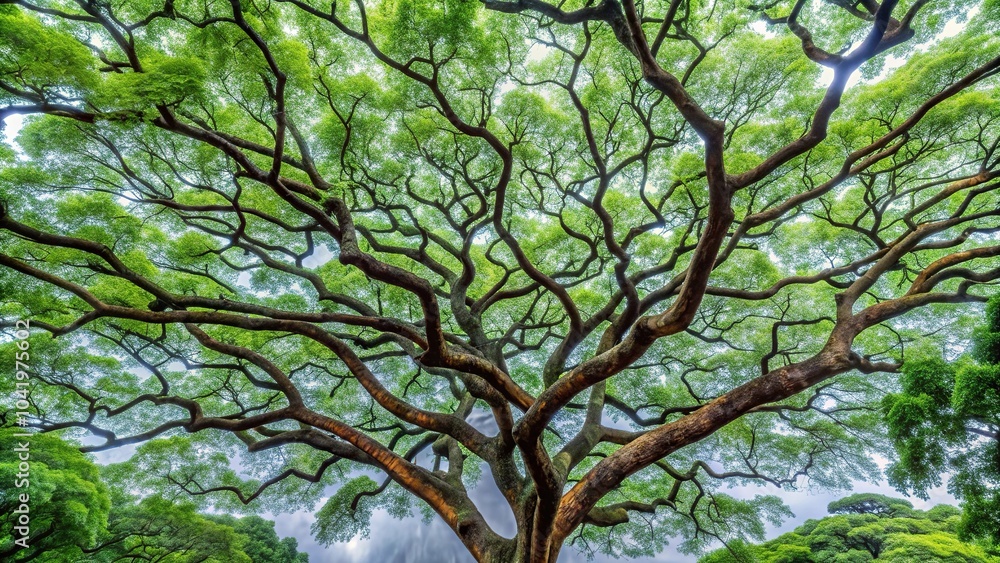Pattern of rain tree branches reaching towards the sky Pattern of rain tree branches reaching towards the sky