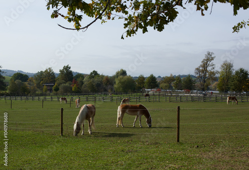 Olbramovice, Czech republic - October 19, 2024: Majestic Horses Grazing Peacefully in Open Field photo