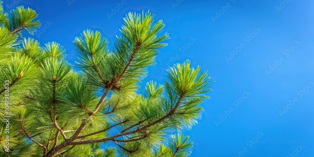 Pine tree branches against clear blue sky Pine tree branches against clear blue sky