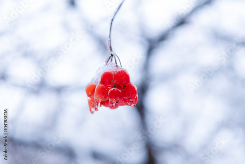 winter frozen rowan berries in nature. selective focus. beauty of winter nature. red frozen berries