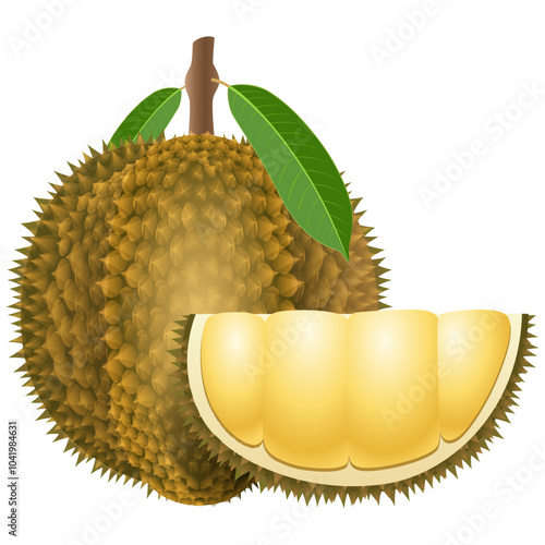 Illustration of a durian on a white background. Vector illustration
