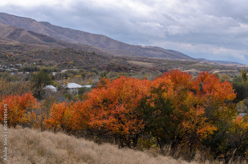 autumn apricot trees with red and orange leaves on the background of mountains and houses autumn apricot trees with red and orange leaves on the background of mountains and houses