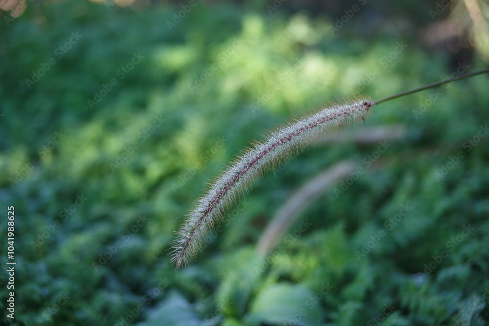fluffy ear of grass with dew drops fluffy ear of grass with dew drops
