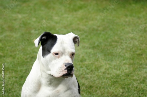 Cute bulldog resting in the green meadow on the blurry background