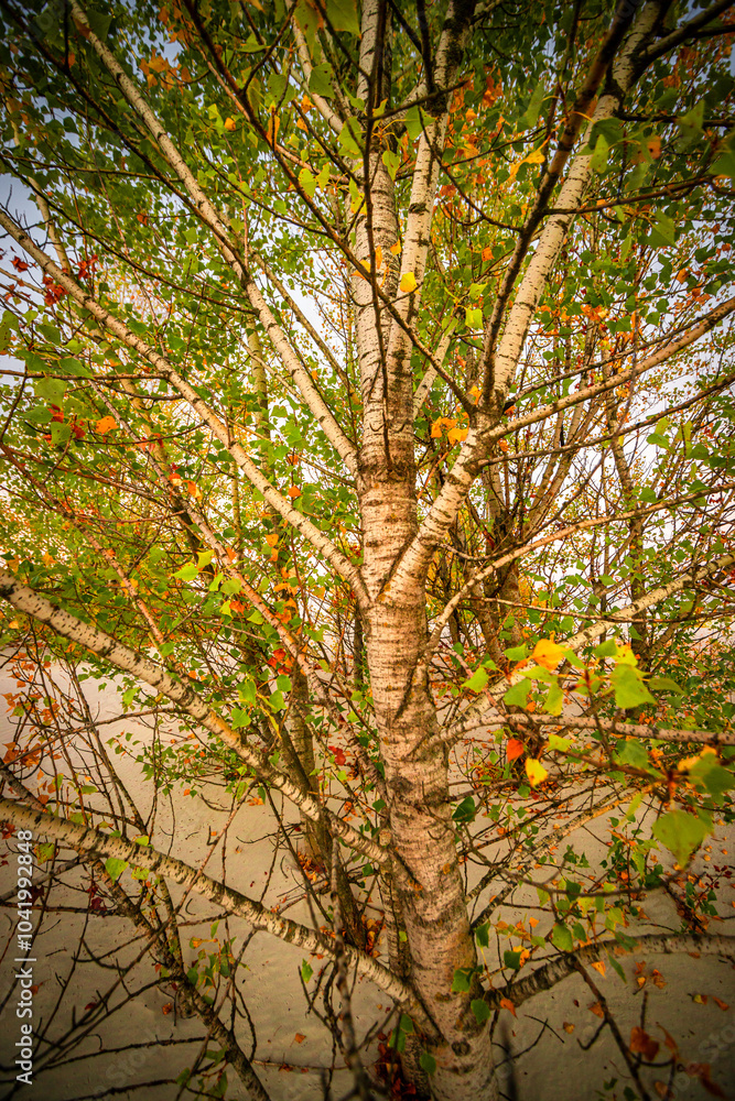 Trees at autumn morning ,sunrise through the trees .Forest with sand ,leaves on the sand and ground.Landscape photography in wild places ,traveling to sand quarry at fall season , morning on quarry Trees at autumn morning ,sunrise through the trees .Forest with sand ,leaves on the sand and ground.Landscape photography in wild places ,traveling to sand quarry at fall season , morning on quarry