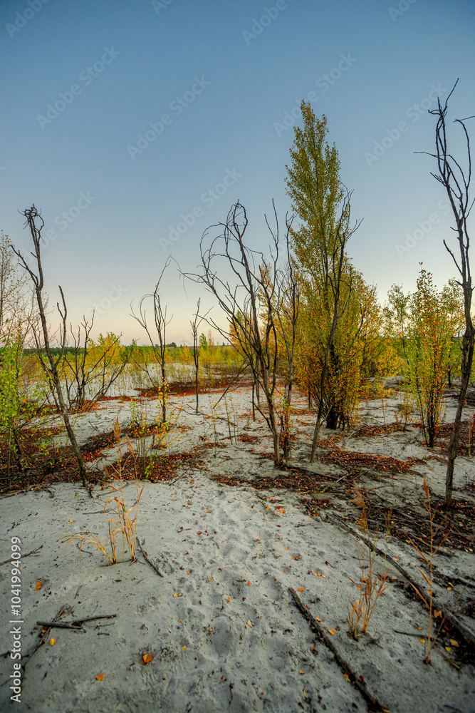 Sand quarry at fall season, trees grow up through the sand,autumn morning in the guarry,yellow and golden colors of leaves on the ground and on trees.Autumn beautiful landscape , Ukraine nature Sand quarry at fall season, trees grow up through the sand,autumn morning in the guarry,yellow and golden colors of leaves on the ground and on trees.Autumn beautiful landscape , Ukraine nature