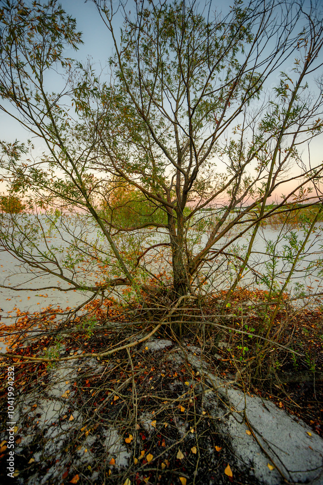 Sand quarry at fall season, trees grow up through the sand,autumn morning in the guarry,yellow and golden colors of leaves on the ground and on trees.Autumn beautiful landscape , Ukraine nature