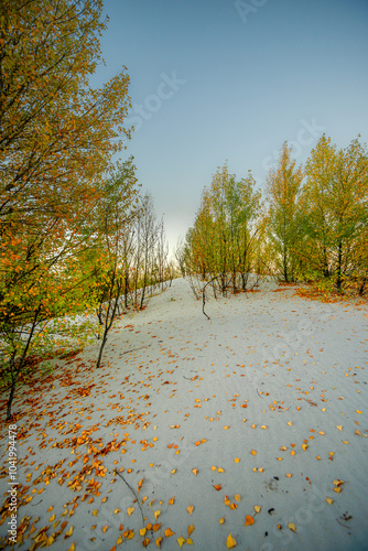 Sand quarry at fall season, trees grow up through the sand,autumn morning in the guarry,yellow and golden colors of leaves on the ground and on trees.Autumn beautiful landscape , Ukraine nature photo