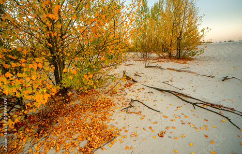 Sand quarry at fall season, trees grow up through the sand,autumn morning in the guarry,yellow and golden colors of leaves on the ground and on trees.Autumn beautiful landscape , Ukraine nature photo