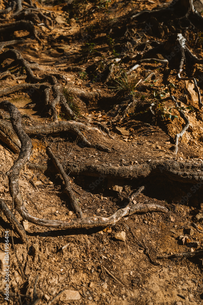 Fototapeta premium A closeup view of a lush forest floor showcasing intricate roots intermingled with rich earthy textures