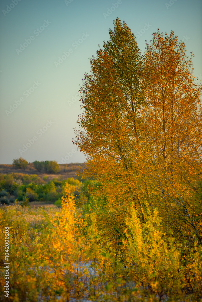 Fototapeta premium Trees at autumn morning ,sunrise through the trees .Forest with sand ,leaves on the sand and ground.Landscape photography in wild places ,traveling to sand quarry at fall season , morning on quarry
