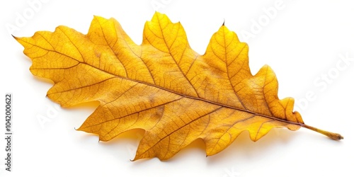 Single yellow oak leaf isolated on white background