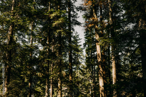 A serene view of towering pine trees in a vibrant forest, showcasing natures true beauty and splendor photo