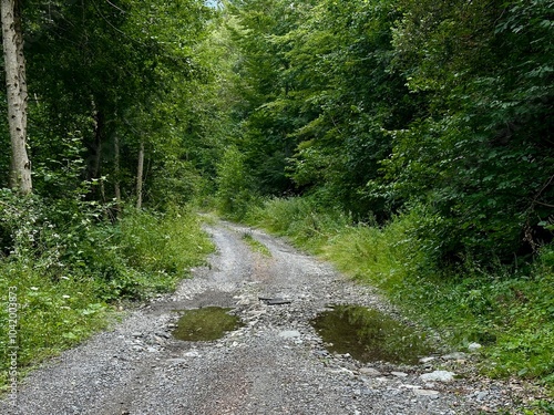 Muddy forest path with puddles surrounded by dense green trees