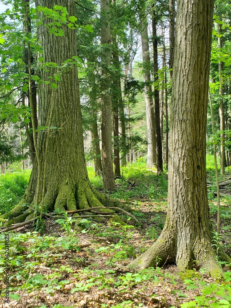 trees in the woods - buttressing roots trees in the woods - buttressing roots