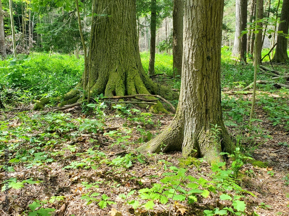 tree in the woods - buttressing roots tree in the woods - buttressing roots