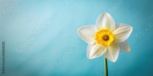 White and yellow daffodil on soft blue background, springtime retro style vintage nostalgic photo