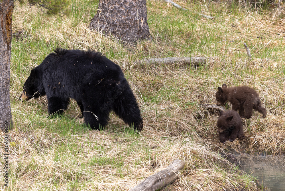 Black Bear Sow With Cubs in Springtime in Yellowstone National Park Wyoming Black Bear Sow With Cubs in Springtime in Yellowstone National Park Wyoming