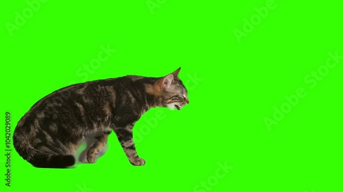 cat catching isolated on green screen