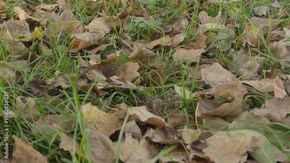 Dry fallen leaves in green grass in autumn. Wind blows away dry yellow leaves Dry fallen leaves in green grass in autumn. Wind blows away dry yellow leaves