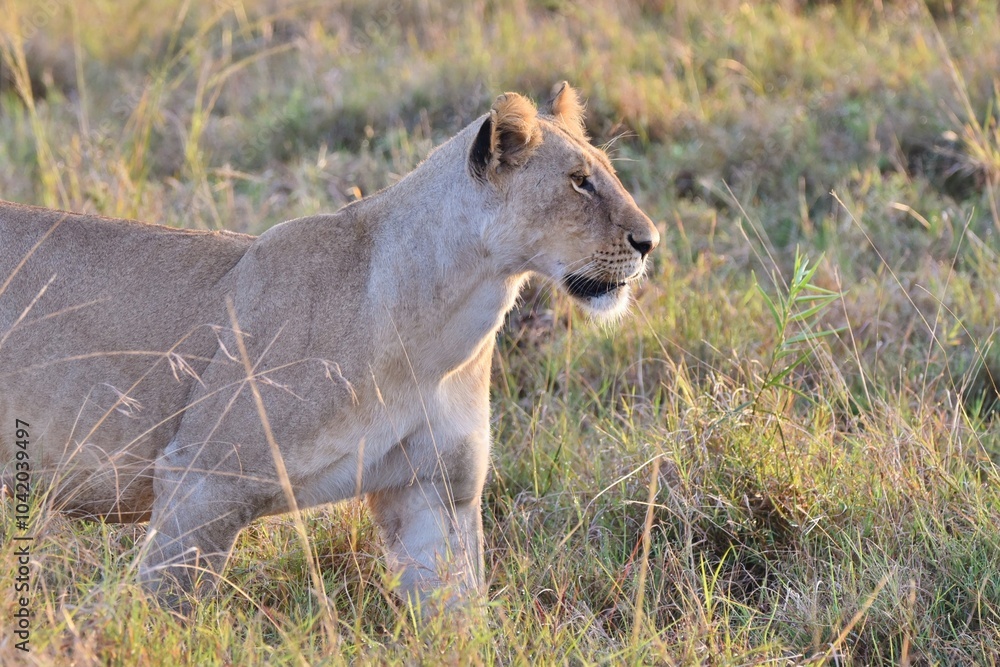 Fototapeta premium A Lioness starting to hunt in long grass.