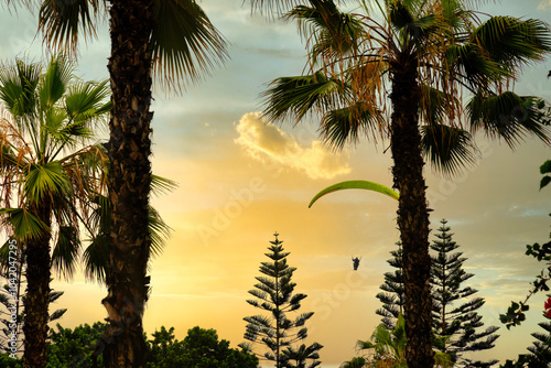 Paraglider flies at sunset on the coast of Lima, Peru. View between palm trees