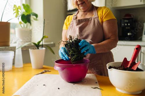 Farmer transplants orchid plant into a ceramic pot. Preparing plants for growing. Home gardening concept. High quality photo photo